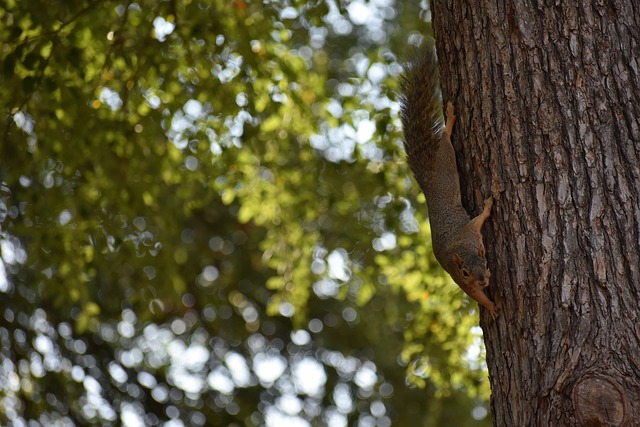 面对领先优 面对领先优