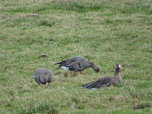 以中锋李四 以中锋李四